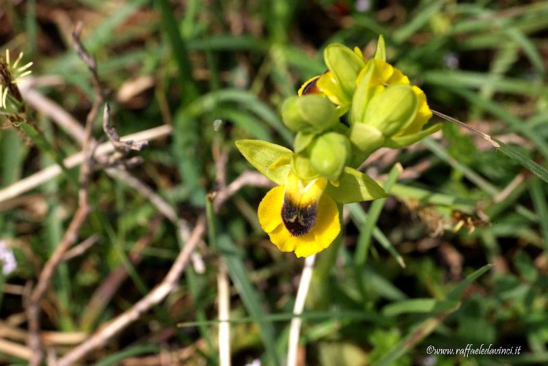 Orchidee spontanee 5APR09 (136).jpg